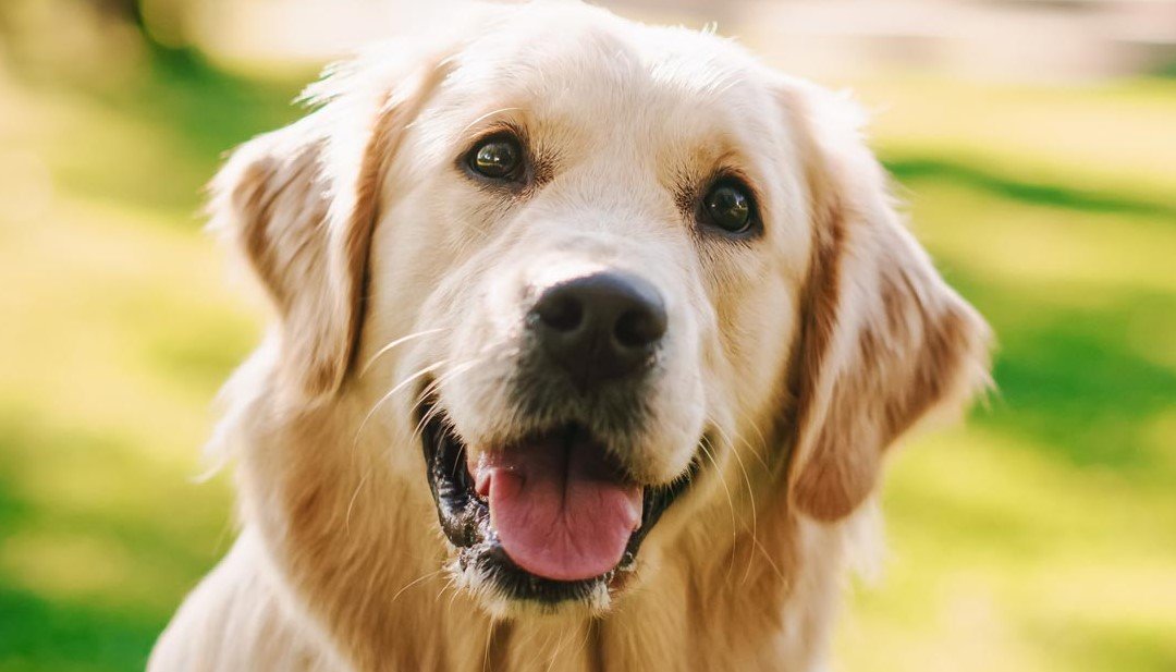 Día mundial del perro: Las claves para el cuidado de la salud de los perros