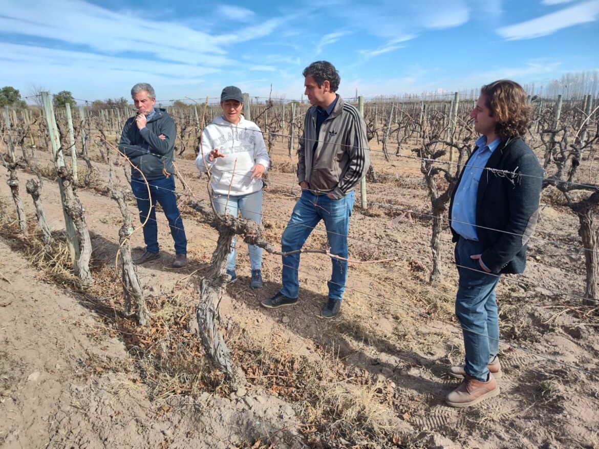 Encuentro técnico: la Asociación de Viñateros analiza el uso de zeolitas para mejorar suelos y combatir plagas