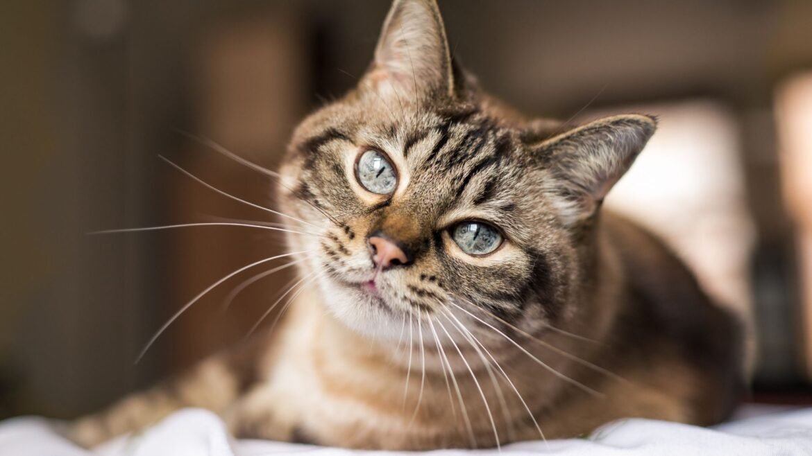 La era del gato: por qué cada vez más argentinos eligen compartir su hogar con uno