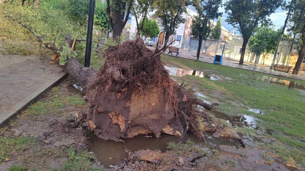 La Delegación Municipal trabaja para mitigar las consecuencias de la tormenta