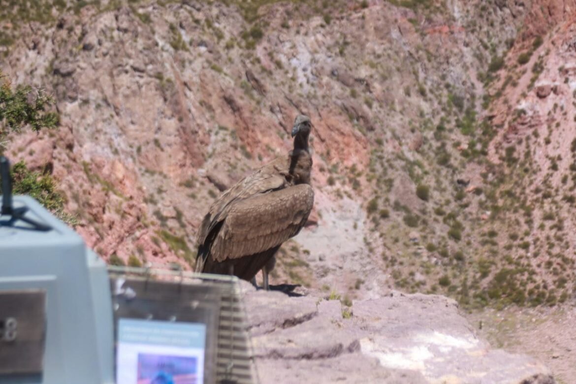 El municipio acompañó la liberación de un cóndor andino en Valle Grande
